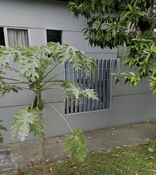 Hai Sing Park (D19), Terrace #634939611